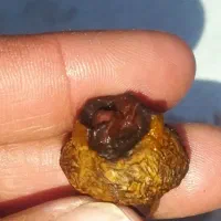 هبهاب خونی اصل|کلکسیون اشیاء عتیقه|شیراز, پارک آزادی|دیوار