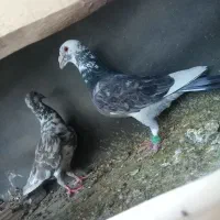 کفتر سار