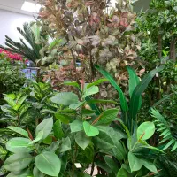 درخت مگنولیا و انواع درختان|گل مصنوعی|ری, دولت‌آباد|دیوار