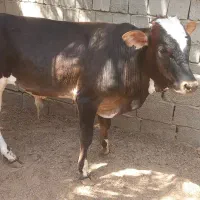 سلام علیکم دوستان گوساله خونه ای به فروش می رسد