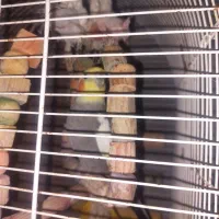 عروس هلندی سخنگو|پرنده|رشت, آب و برق|دیوار