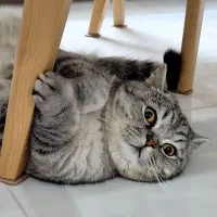 گربه بریتیش