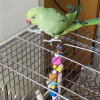 طوطی ملنگو|پرنده|اصفهان, ارداجی|دیوار