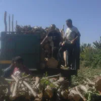 خرید نقدی چوب و درخت|خدمات باغبانی و درختکاری|میاندوآب, |دیوار