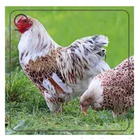 خروس گمشده|حیوانات مزرعه|کرمانشاه, |دیوار