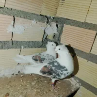 ...|پرنده|چگنی, |دیوار