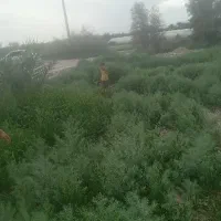 تخم تازه کبوتر سفید پشت دار