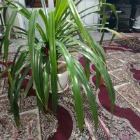 کل پانداروس