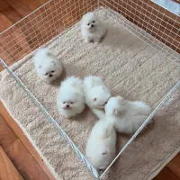 سگ پامر خرسی.پامرانین عروسکی بدون واسطه و دلال|سگ|شیراز, قصرالدشت|دیوار