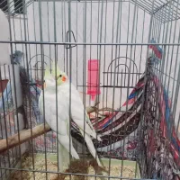 یک عدد عروس هلندی لوتینو ماده ویک جفت جوجه سرلاک