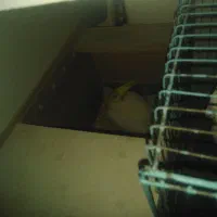 عروس هلندی ماده لوتینو با 6تخم|پرنده|اهواز, کمپلو جنوبی|دیوار