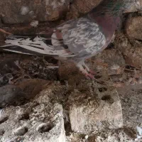 سرورپرشی|پرنده|مبارکه, |دیوار