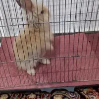 خرگوش