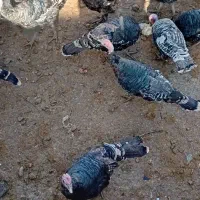 5عدد بوقلمون ماده|حیوانات مزرعه|هرسین, |دیوار