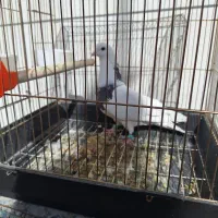 کبوترپیداشده