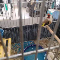 سهره