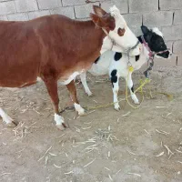 گاو و گوساله و گاو ابستن|حیوانات مزرعه|کوهدشت, |دیوار