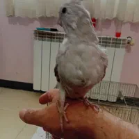 فروش جوجه عروس هلندی|پرنده|کرمان, |دیوار