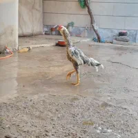 خروس لاری تاج میل