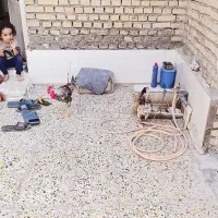 مرغ وخروس سراه خرمشهر عین دو دونی سیصدوپنجاه