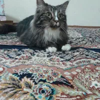 واگذاری گربه پرشین رایگان
