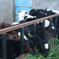 گوساله ماده تلیسه