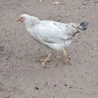 مرغ چینی