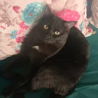 واگذاری گربه