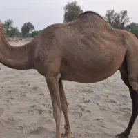 شتر