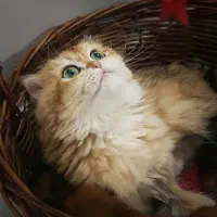 گربه بریتیش وارداتی ny11و ny25|گربه|تهران, چیتگر جنوبی|دیوار