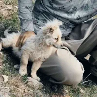 سگ پامر نر3ماهه