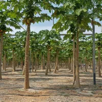 فروش گلخانه میوه های استوایی در خراسان شمالی|فروش دفتر صنعتی، کشاورزی، تجاری|آشخانه, |دیوار