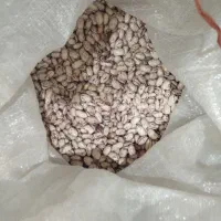 لوبیا چیتی تازه