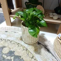 گل طبیعی لیندا و پتوس