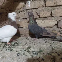 طوقی کوهی|پرنده|آباده, |دیوار