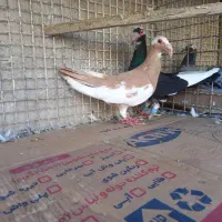 اسکندرون اصیل وارداتی جفت،کاریر نروماده اصیل|پرنده|مشهد, چاهشک|دیوار