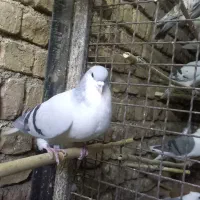 فروش پرنده|پرنده|محمدیه-قزوین, |دیوار