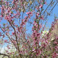 معاوضه ملک با خاور واتسان