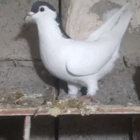 کفتر طوقی|پرنده|خان ببین, |دیوار