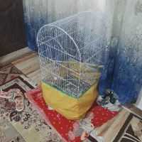 قفس پرنده|لوازم جانبی حیوانات|رشت, پیرکلاچای|دیوار