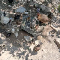 چهل سه عددجوجه سه ماهه دوماهه پنج عددمرغ یک خروس