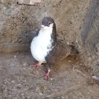 کفتر  معاوضه