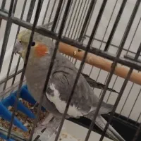 عروس ماده مست مست