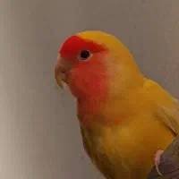 پرنده|پرنده|زهک, |دیوار