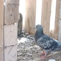 کپوتر پلاکی|پرنده|اردکان, |دیوار