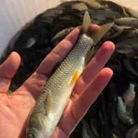 بچه ماهی کپور و غذای ماهی|ماهی|مشهد, آبکوه|دیوار