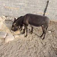 الاغ