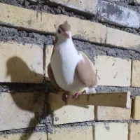 پرنده|پرنده|خرمشهر, |دیوار