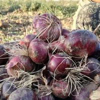 پیاز قرمز تبریز|خوردنی و آشامیدنی|دشتابی, |دیوار