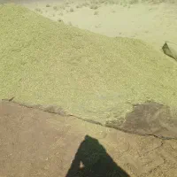 خارشتر|گل و گیاه طبیعی|سبزوار, رباط|دیوار